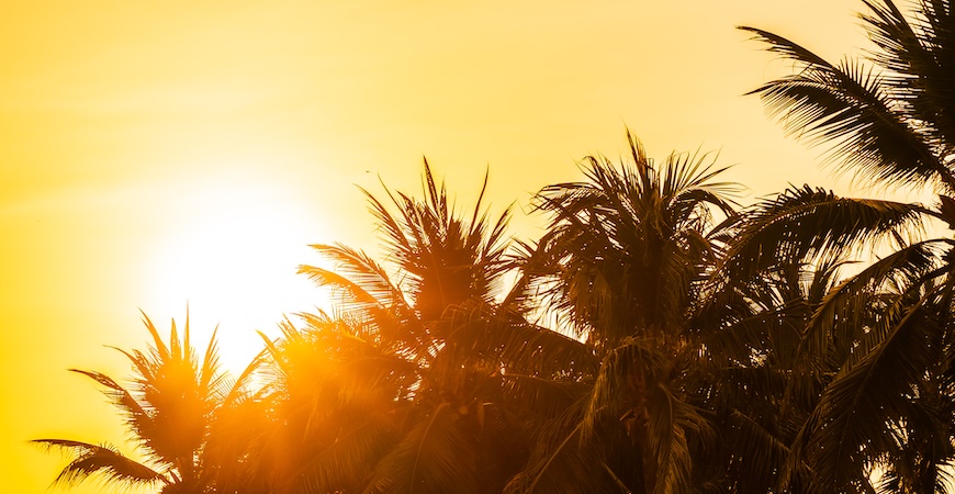 Depicted is the sun in an orange sky framed by palm leaves.